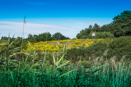 Hunting tower, pulpit, hidden among the trees and bushesの写真素材