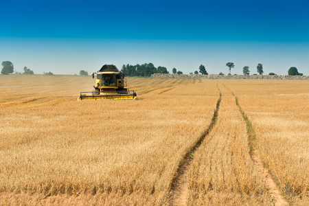 cultivation of food crops in the fields and meadowsの写真素材