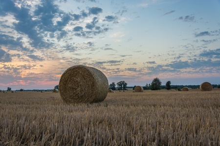 amazing colorful sunset over fields and meadows during harvestの写真素材