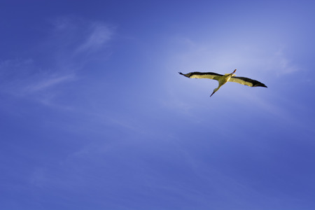 Stork on the flyの写真素材