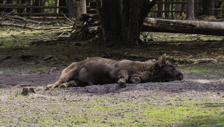 A family of bisons in a show enclosure in the Wolin National Park on the Wolin Island near...