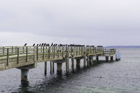 Sassnitz - the closed pier is an oasis of cormorantsの写真素材