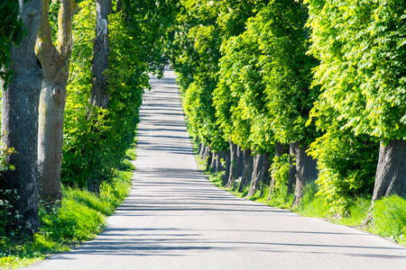 An alley of old trees somewhere in the countrysideの写真素材