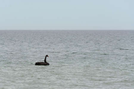 Black swan in natural habitat. Cygnus atratusの写真素材