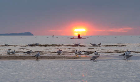 Silhouette of the girl on a surfboard at sunsetの写真素材
