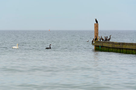 Black swan in natural habitat. Cygnus atratusの写真素材