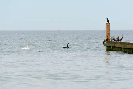 Black swan in natural habitat. Cygnus atratusの写真素材