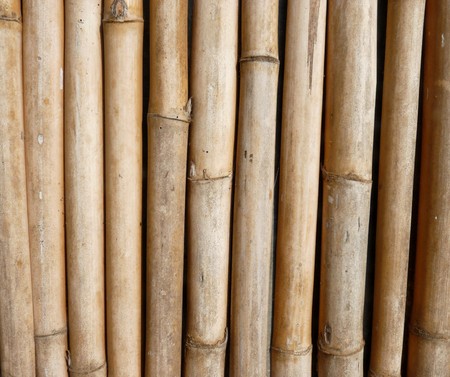 bambooの写真素材