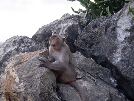 The monkey on the rock is Yawning. Wat Khao Chong Krachok, Prachuap khiri khan, Thailandの写真素材