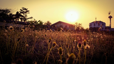 Little meadow and sunnyの素材