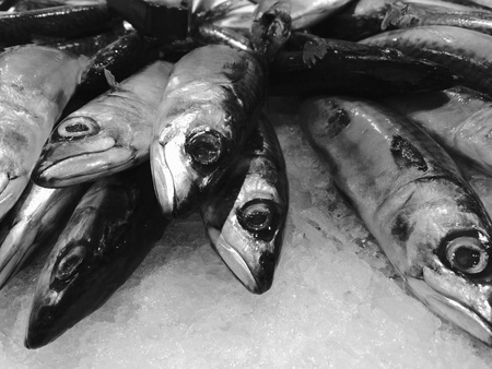 Fresh fish on iceの素材