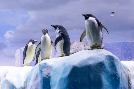 penguins on ice in aquariumの写真素材