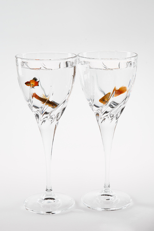 Festive glasses with floating live fish on white background.の写真素材