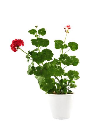 Blossoming geranium in a white pot. Isolated on a white background.の写真素材