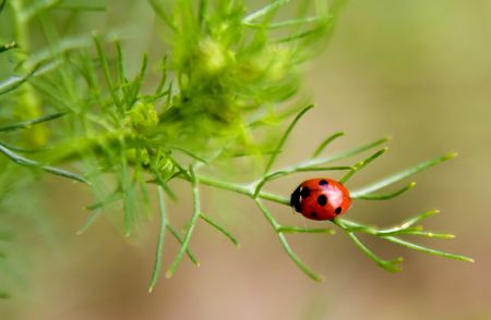 lady bug on the green  leafe of camomileの写真素材