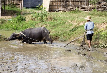 farmer and buffalo prepair the rice field in thailand