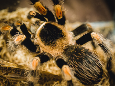 spiderの写真素材