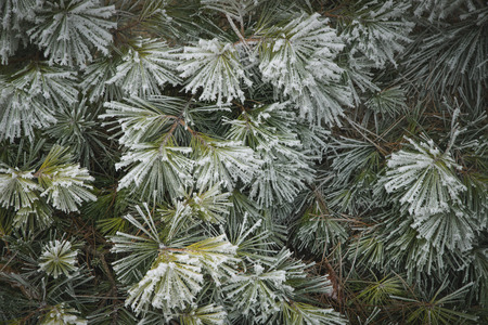 dark needles of pine covered with frost in the winter season, close-up