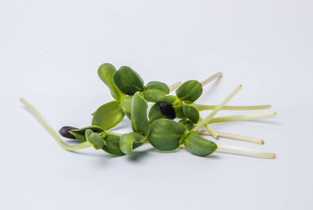 Sunflower sprouts on whiteの写真素材