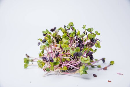 Close-up of radish microgreens - green leaves and purple stems. Sprouting Microgreens. Seed...