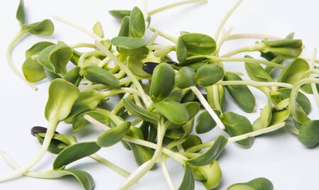 Sprouted pea with roots isolated on whiteの写真素材