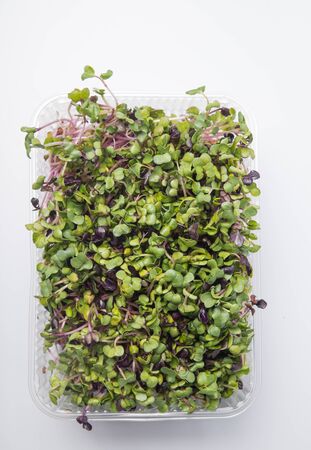 The microgreen in plastic trays for planting young plants. Microgreen are young vegetable green or sprouts, raw living sprouts vegetable germinated from quality organic plants seeds.の写真素材