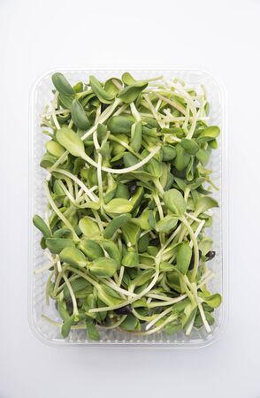 Sunflower sprouts isolated on whiteの写真素材