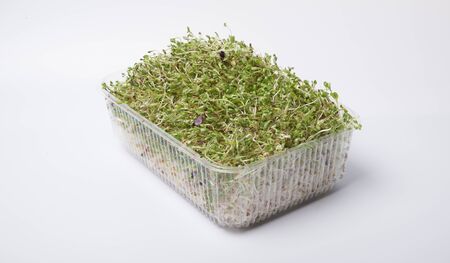 Small tomato plants isolated on whiteの写真素材