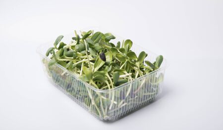 Sunflower sprouts isolated on whiteの写真素材