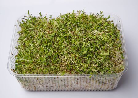 Micro-plots with small tomato plants isolated on whiteの写真素材