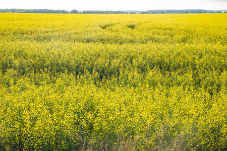 Yellow field rapeseed in bloom with blue sky and white cloudsの写真素材
