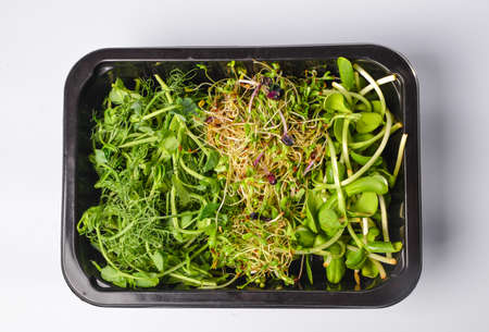 Microgreen in tray, Group of green sprouts growing out from soil, baby vegetables in sunshine.の写真素材