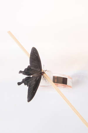 Composition of woman's fashion look on wooden backgroundの写真素材