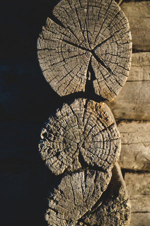 tree stump background