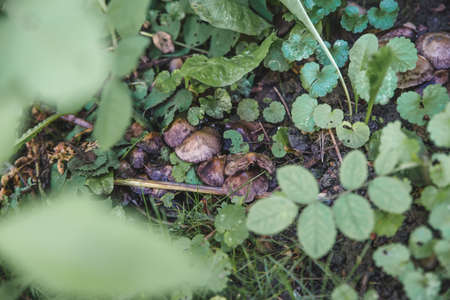 Forest mushrooms on a rotting tree trunk with moss. A group of poisonous mushrooms (fungus, toadstools) and moss on rotten stumpの写真素材