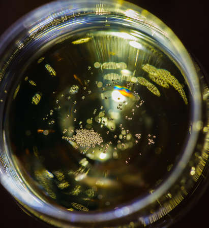 Prosecco being poured into a glassの写真素材
