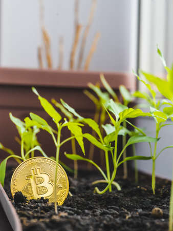 Gold Bitcoin on the background of the chart.の写真素材