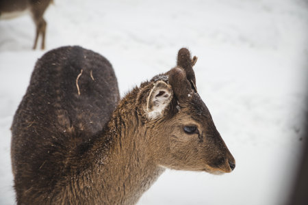 Young girl feeding wild deers at a zoo on summer day. Children watching reindeers on a farm. Kids having fun at zoological garden.の写真素材