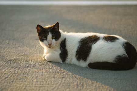 A beautiful tabby cat is lying on a road and posing. selective focus. high quality photoの写真素材