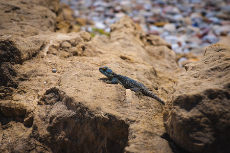 Common wall lizard sunbathing on a rock in the morning (Podarcis Muralis)の写真素材