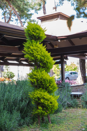 A row of spherically trimmed lush juniper shrub hedges growing on lawn in the front of a row of fir trees with a couple of power poles under sunshine in springの写真素材