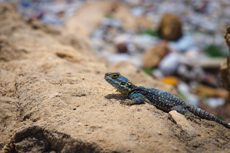 Common wall lizard sunbathing on a rock in the morning (Podarcis Muralis)の写真素材