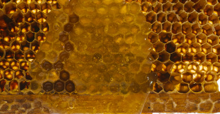 Honeycomb with honey drop on white backgroundの写真素材