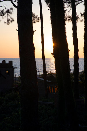 Beautiful sea sunset. Trees on the shore.の写真素材
