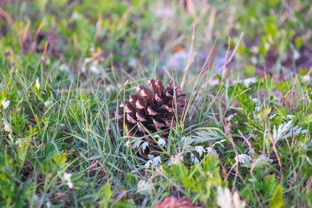 Pine cone on the grass in the forest. Selective focus.の写真素材