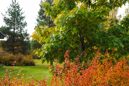 Autumn landscape with beautifully colored forest, evergreen pine trees and a stormy skyの写真素材