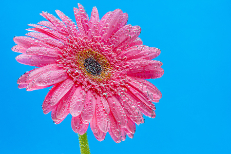 Beautiful flower in sparkling water, close-upの写真素材