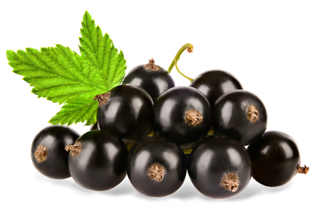 Black currant with leaves isolated on white backgroundの写真素材