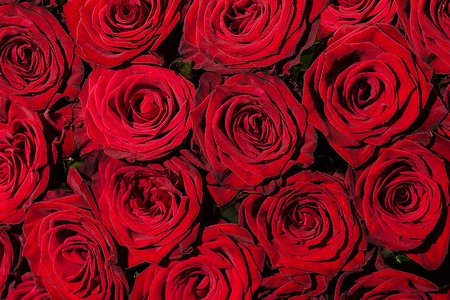 background with red roses bouquetの写真素材