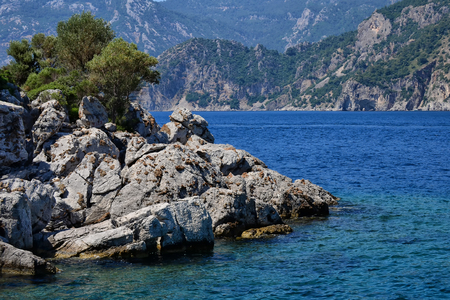 lonely tree in a rock by the seaの写真素材